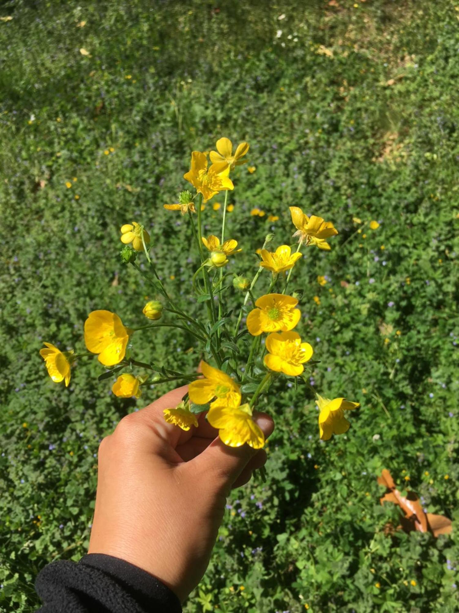 Agriturismo Barchessa 에스테 외부 사진